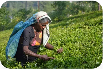 Woman picking tea leaves in a lush tea plantation in Sri Lanka